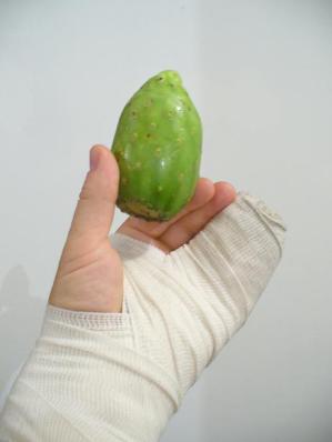 My new mummy hand holding a tuna, fruit of the nopal cactus