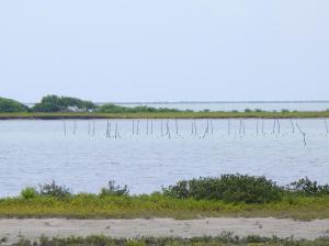 Shrimp traps on the Laguna Madre